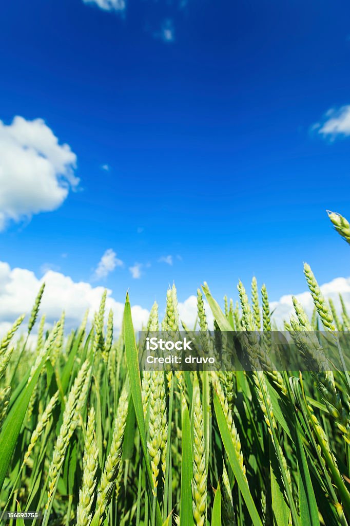 Campo de trigo - Foto de stock de Agricultura libre de derechos