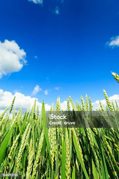 Campo De Trigo Foto de stock y más banco de imágenes de Agricultura - Agricultura, Aire libre, Ajardinado