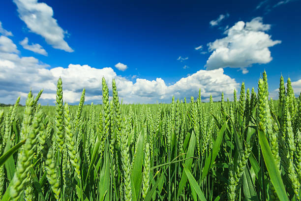 campo de trigo - homegrown produce wheat organic crop imagens e fotografias de stock