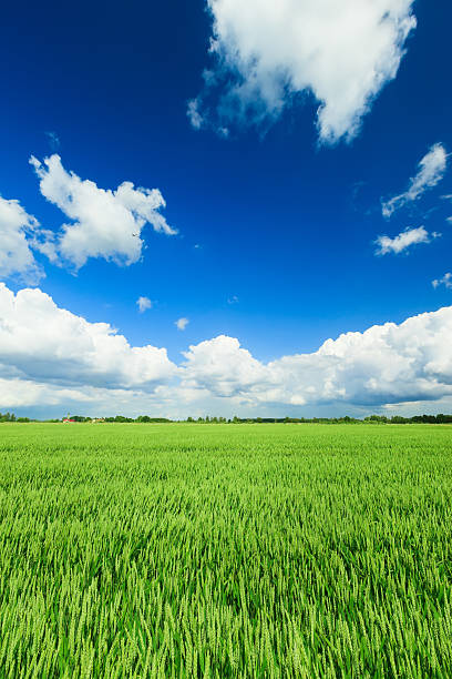 campo de trigo - homegrown produce wheat organic crop imagens e fotografias de stock