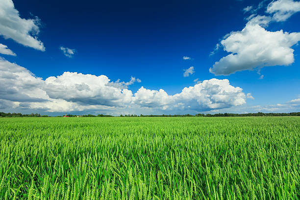 campo de trigo - homegrown produce wheat organic crop imagens e fotografias de stock