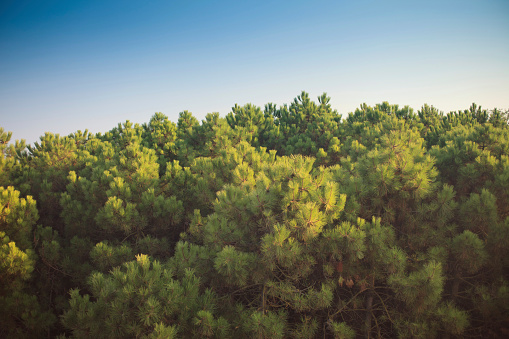 Pine tree forest