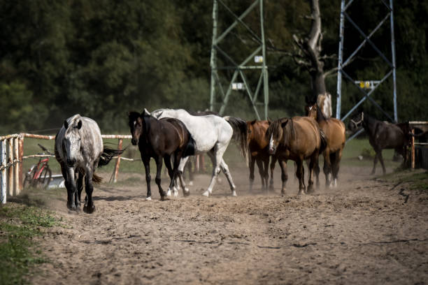 istock beautiful horses in a stud farm 1565941514