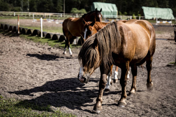 istock beautiful horses in a stud farm 1565942073