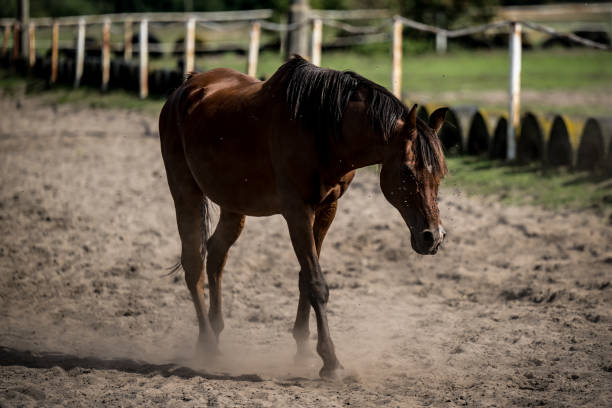 istock beautiful horses in a stud farm 1565942076