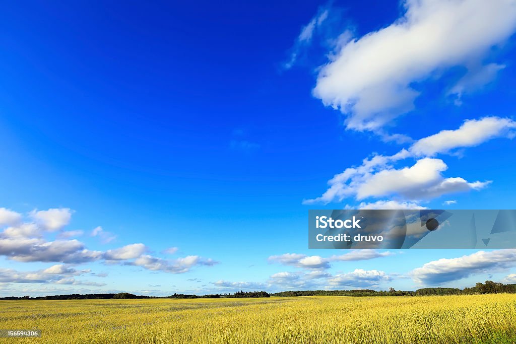 Campo de trigo - Foto de stock de Agricultura libre de derechos