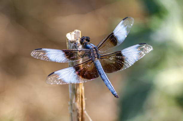 istock Male Widow Skimmer Dragonfly Resting on a Branch 1565943154