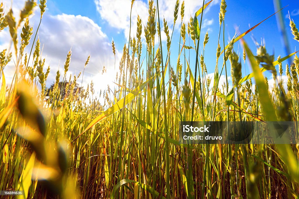 Campo de trigo - Foto de stock de Agricultura royalty-free