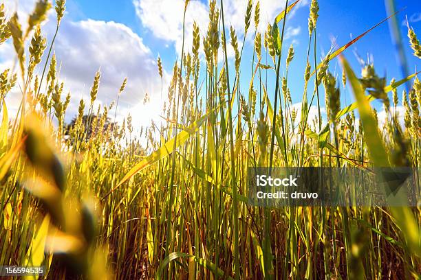 Foto de Campo De Trigo e mais fotos de stock de Agricultura - Agricultura, Ajardinado, Alimentação Saudável