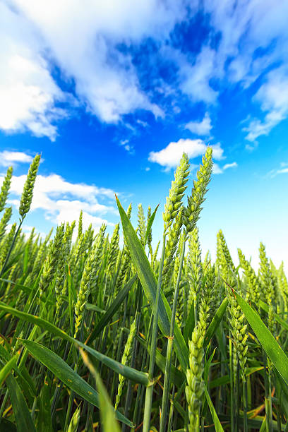 campo de trigo - homegrown produce wheat organic crop imagens e fotografias de stock