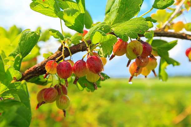 свежие gooseberries over blue sky - currant gooseberry red currant red стоковые фото и изображения