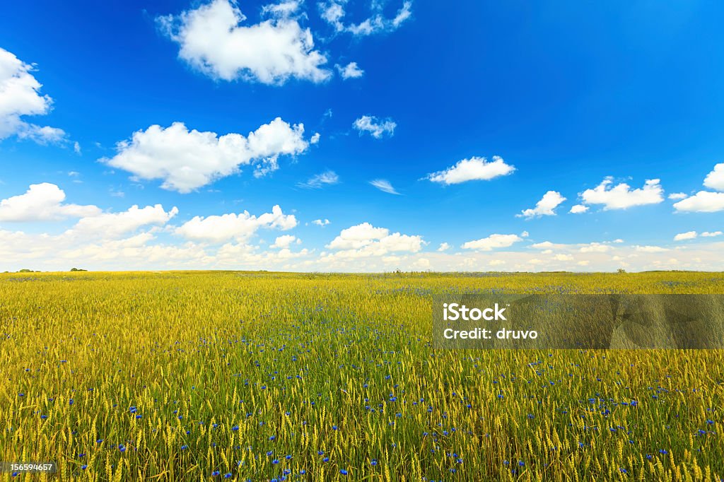 Green field and blue sky Green field. Agricultural Field Stock Photo