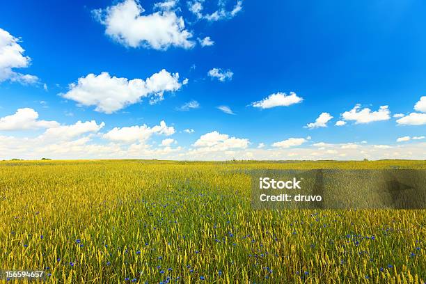 Green Field And Blue Sky Stock Photo - Download Image Now - Agricultural Field, Agriculture, Beauty In Nature