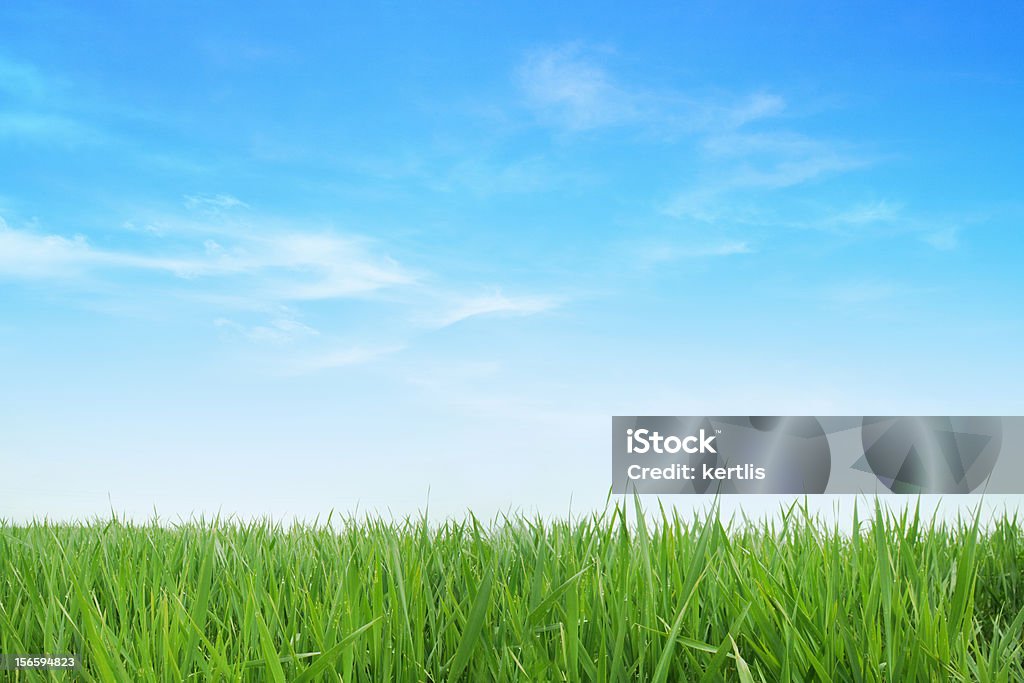 Lush green grass with blue sky background Green Field Sky Stock Photo