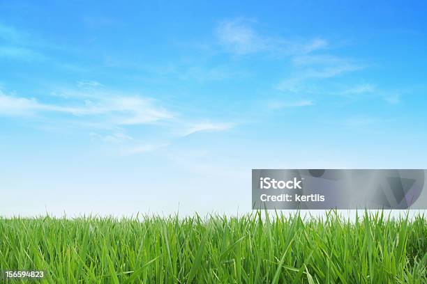 Lush Green Grass With Blue Sky Background Stock Photo - Download Image Now - Sky, Grass, Blue