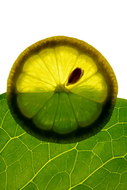 レモン、サラダ（クリッピングパス） - lemon textured peel portion ストックフォトと画像