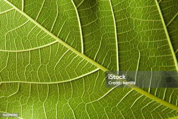 The Big Green Leaf Stock Photo - Download Image Now - Abstract, Abstract Backgrounds, Backgrounds