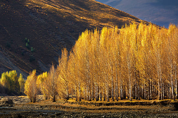 golden outono de dao cheng, a china - dao cheng imagens e fotografias de stock