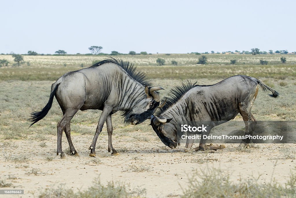 Wildebeest Fighting Stock Photo - Download Image Now - Africa, African  Culture, Animals In The Wild - iStock