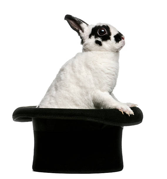 istock Dalmatian Rabbit standing in magician\\'s top hat, against white background 156596774