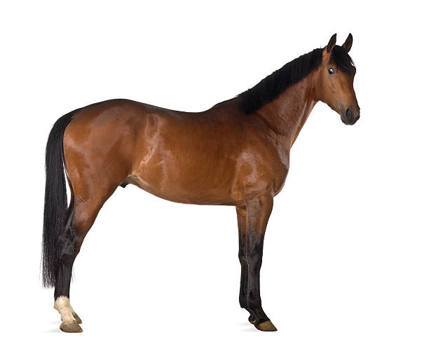 istock Crossbreed horse against white background 156596778