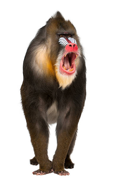 Mandrill shouting, Mandrillus sphinx, 22 years old Mandrill shouting, Mandrillus sphinx, 22 years old, primate of the Old World monkey family against white background mandrill stock pictures, royalty-free photos & images