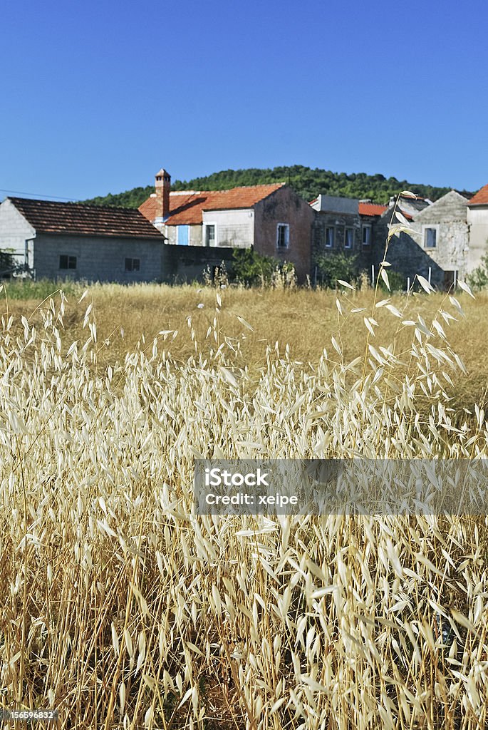 Spighe di grano davanti un villaggio - Foto stock royalty-free di Agricoltura