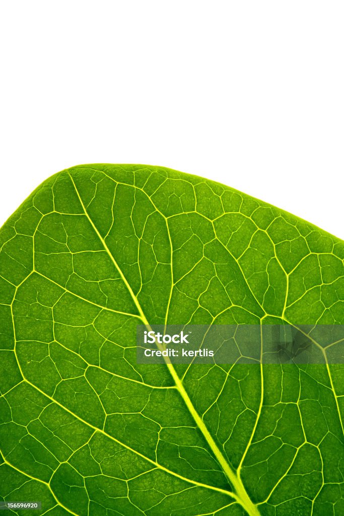 The big green leaf (CLIPPING PATH) Abstract Stock Photo