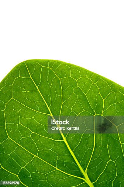 The Big Green Leaf Stock Photo - Download Image Now - Abstract, Agriculture, Backgrounds