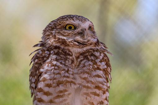 Burrowing Owl Close-up Portrait with a Green and Blue Background