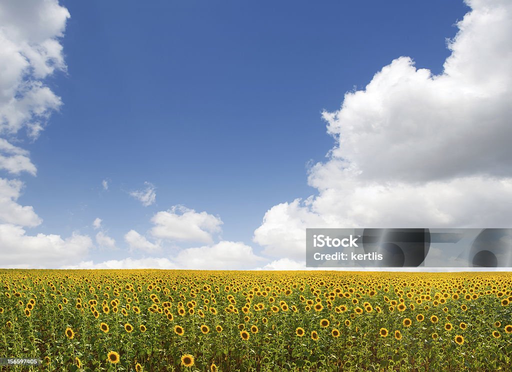 Gelbe und grüne Feld (Sonnenblumen - Lizenzfrei Anhöhe Stock-Foto