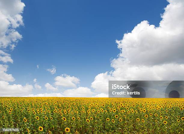 Giallo E Verde Field Campo Di Girasoli - Fotografie stock e altre immagini di Campo - Campo, Collina, Girasole