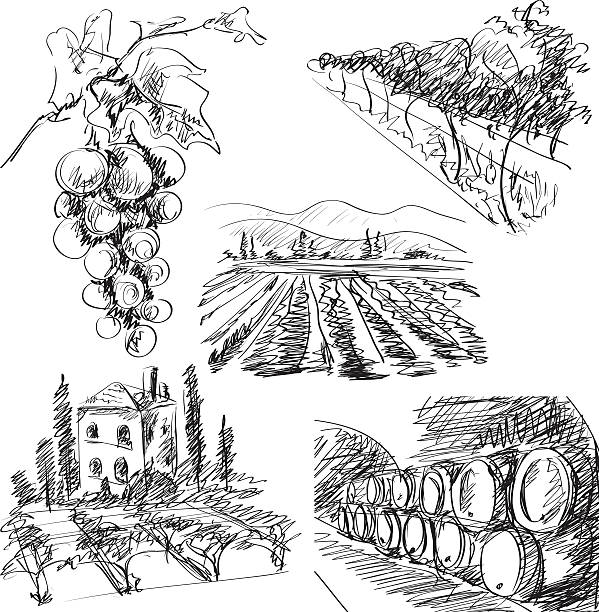 illustrazioni stock, clip art, cartoni animati e icone di tendenza di azienda vinivola - vino illustrazioni