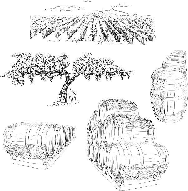 와이너리 - grape vineyard vine winery stock illustrations