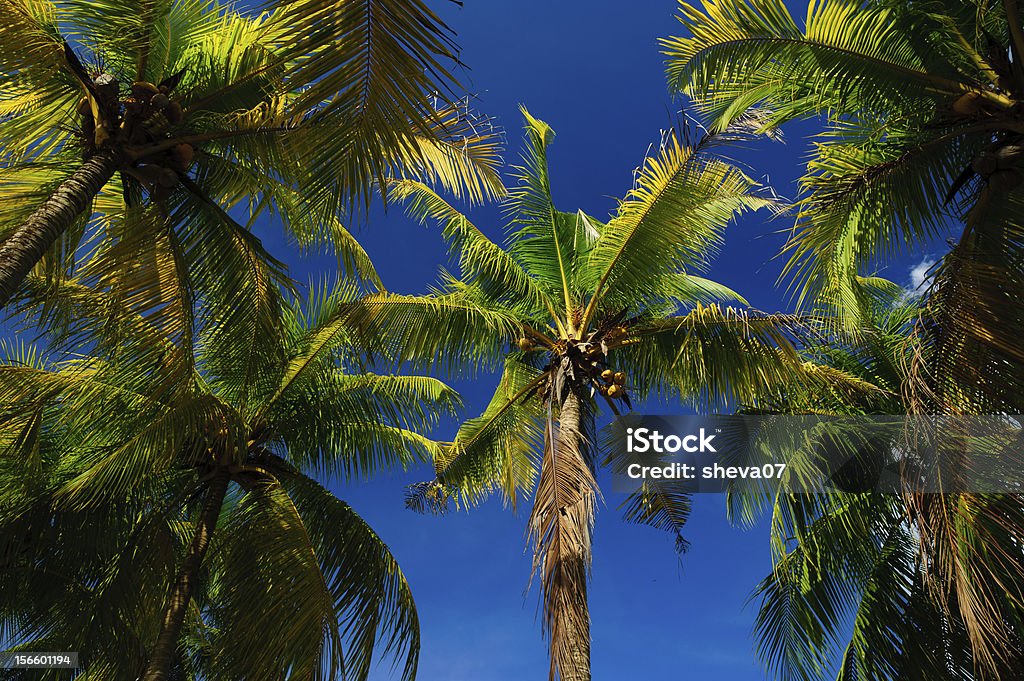 Kokosnusspalmen und blauen Himmel. - Lizenzfrei Asien Stock-Foto