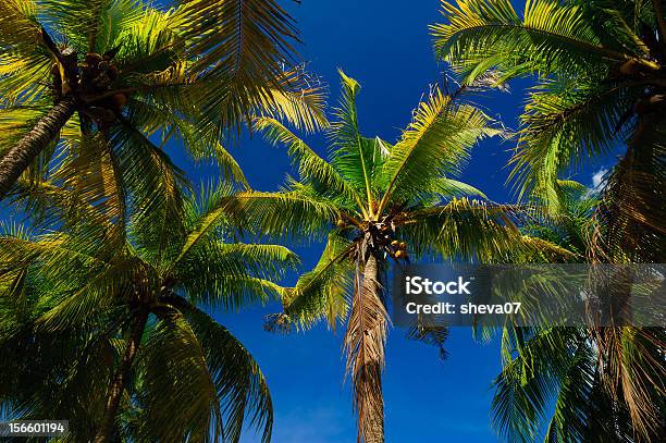 Kokosnusspalmen Und Blauen Himmel Stockfoto und mehr Bilder von Asien - Asien, Baum, Blatt - Pflanzenbestandteile