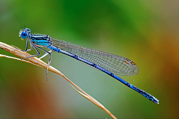 ブルー coenagrionidae - wing dragonfly animal eye blue ストックフォトと画像