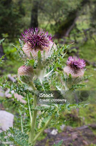 Silybum Marianum - zdjęcia stockowe i więcej obrazów Bez ludzi - Bez ludzi, Botanika, Fotografika