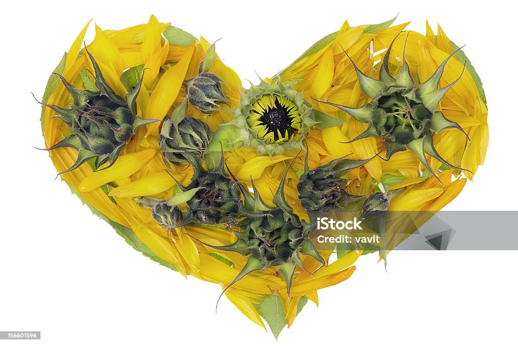 Abstrakte Sonnenblumen Herz Isoliert - Lizenzfrei Baumblüte Stock-Foto