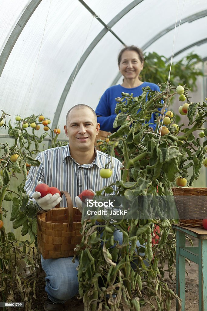 Mann und Frau auswählen Tomaten - Lizenzfrei Agrarbetrieb Stock-Foto