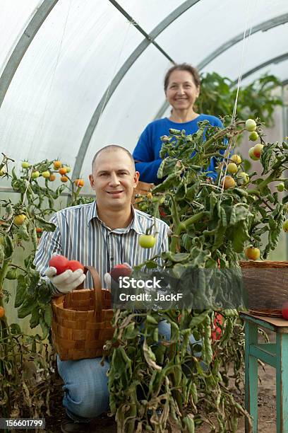 Mann Und Frau Auswählen Tomaten Stockfoto und mehr Bilder von Agrarbetrieb - Agrarbetrieb, Bauernberuf, Ernten