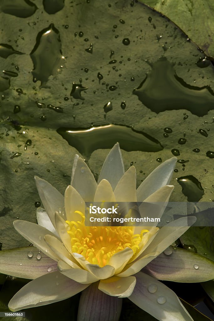 Gelbe und weiße Waterlily - Lizenzfrei Auf dem Wasser treiben Stock-Foto