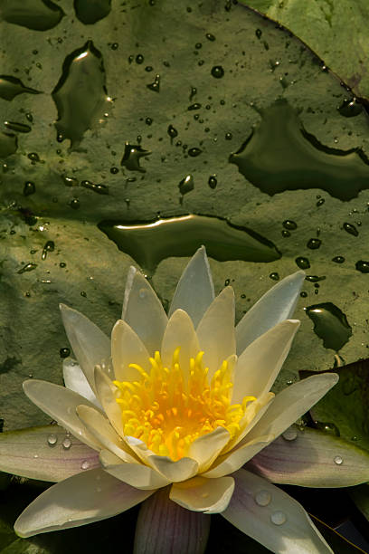 istock Yellow and White Waterlily 156601863
