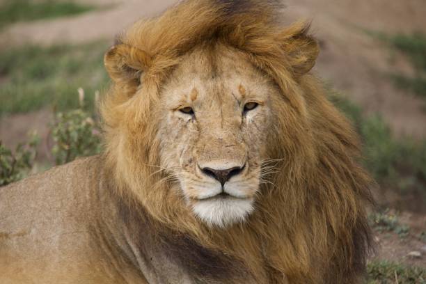 istock A lion's mane blows in the breeze as it looks into the camera 1566030495