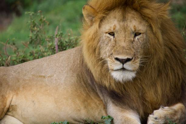 istock A lion sits on its side as its mane blows in the wind 1566031006
