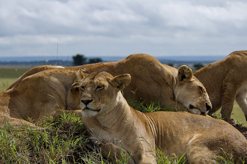 A pride of lions naps on a sunny day in the Serengeti National Park in Tanzania. One lion looks up from her nap at the horizon.