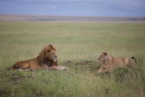 A male and female lion sit face to face in the grasses of the Serengeti National Park on a sunny day.