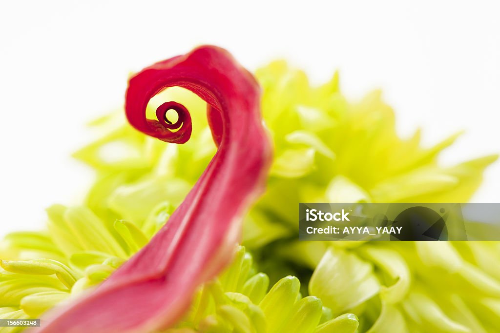coler fiori vivaci - Foto stock royalty-free di Colore brillante