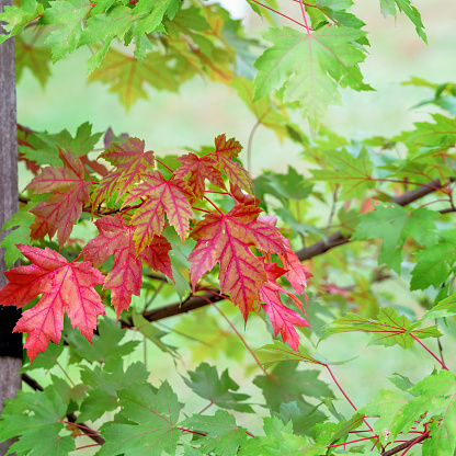 Naturalistic piture of a green Japanese maple leaves on a blurred background