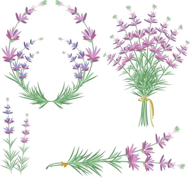 Vector illustration of lavender